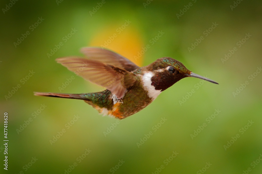 Fototapeta premium Hummingbird in tropical forest. Fly detail, moving wings. White-bellied Woodstar, hummingbird with clear green background. Bird from Tandayapa, Ecuador.