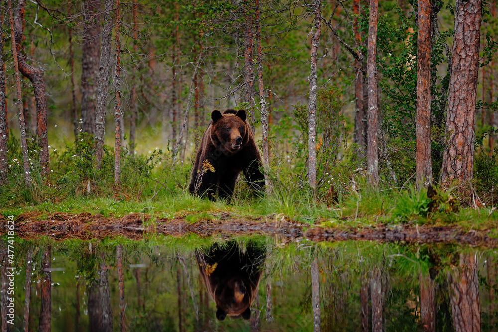 Bear with summer forest, wide angle with habitat. Beautiful brown bear walking around lake, fall colours. Big danger animal in habitat. Wildlife scene from nature, Russia. Bear with summer forest, wide angle with habitat. Beautiful brown bear walking around lake, fall colours. Big danger animal in habitat. Wildlife scene from nature, Russia.