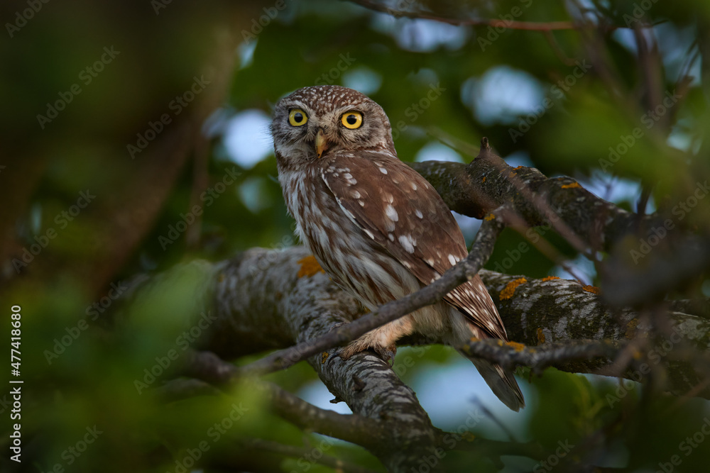 Little Owl, Athene noctua, bird in old roof tile ruin. Urban wildlife with bird with yellow eyes, Bulgaria. Wildlife scene from nature. Animal behavior in urban habitat, hidden owl. Little Owl, Athene noctua, bird in old roof tile ruin. Urban wildlife with bird with yellow eyes, Bulgaria. Wildlife scene from nature. Animal behavior in urban habitat, hidden owl.