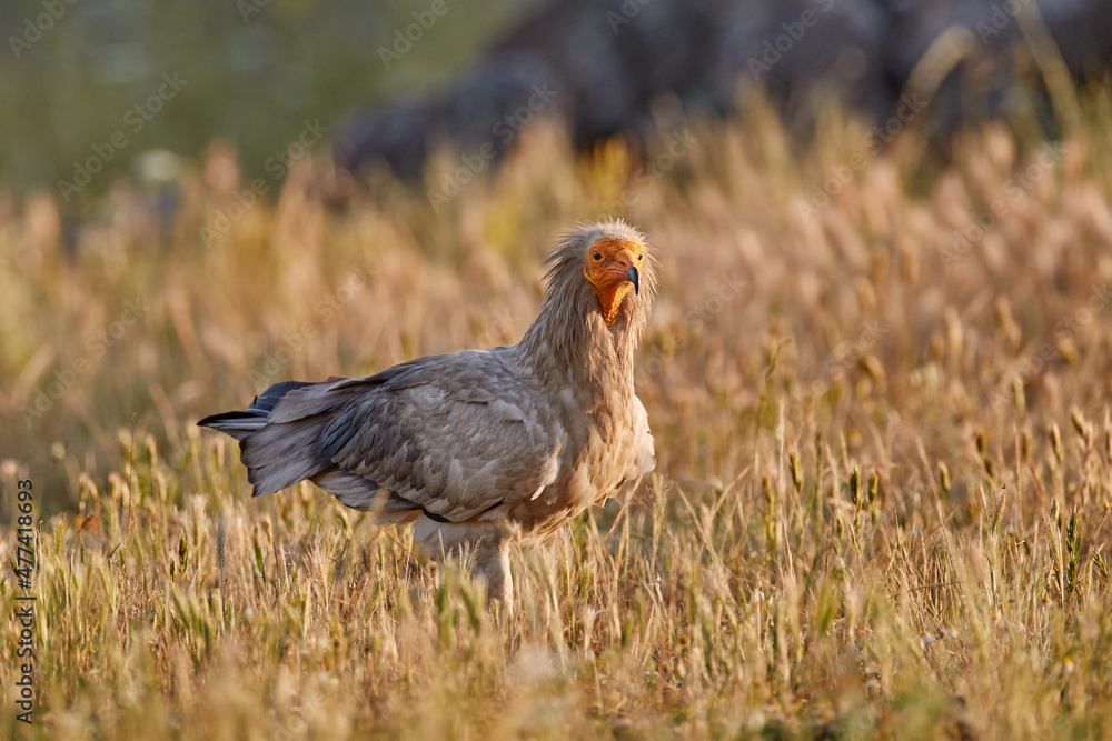 Obraz premium Egyptian vulture, Neophron percnopterus, big bird of prey sitting on the stone in nature habitat, Madzarovo, Bulgaria, Eastern Rhodopes. White vulture with yellow bill. Bird of prey in the wild nature