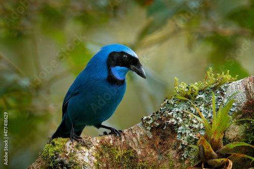Blue tropic bird. Turquoise jay, Cyanolyca turcosa, detail portrait of beautiful blue bird from tropic forest, Guango, Ecuador. Close-up bill portrait of jay in the dark tropic forest.