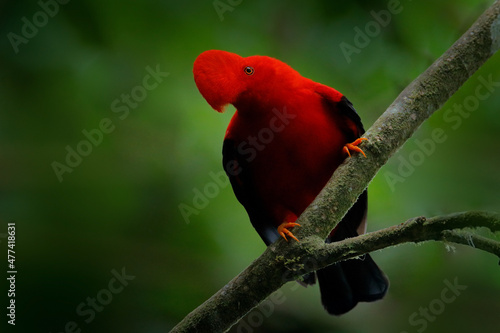 Foto Cock-of-The-Rock, Rupicola peruvianus, red bird with fan-shaped crest perched on branch in its typical environment of tropical rainforest, Ecuador
