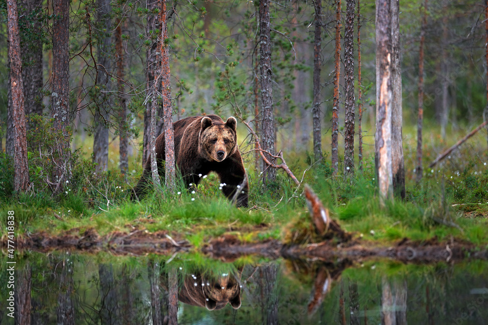 Bear with summer forest, wide angle with habitat. Beautiful brown bear walking around lake, fall colours. Big danger animal in habitat. Wildlife scene from nature, Russia. Bear with summer forest, wide angle with habitat. Beautiful brown bear walking around lake, fall colours. Big danger animal in habitat. Wildlife scene from nature, Russia.