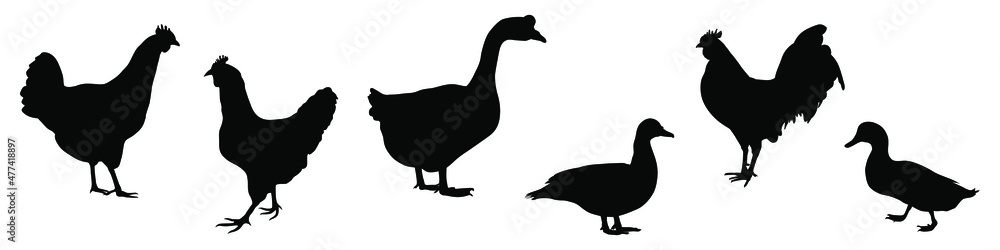 Farm animals silhouettes. Collection of domestic cattle. Vector illustration set isolated on white. Farm animals silhouettes. Collection of domestic cattle. Vector illustration set isolated on white.