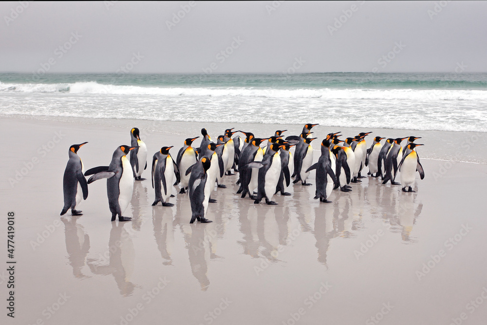 Obraz premium Penguin colony. Group of king penguins coming back from sea to the beach with wave and blue sky in background, South Georgia, Antarctica. Ocean water bird in Atlantic Ocean.