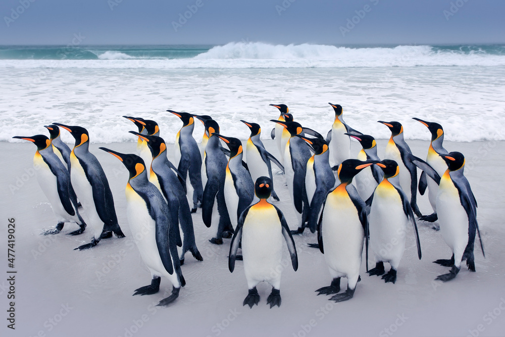 Penguin colony. Group of king penguins coming back from sea to the beach with wave and blue sky in background, South Georgia, Antarctica. Ocean water bird in Atlantic Ocean. - obrazy, fototapety, plakaty 