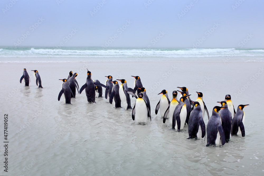 Obraz premium Penguin colony. Group of king penguins coming back from sea to the beach with wave and blue sky in background, South Georgia, Antarctica. Ocean water bird in Atlantic Ocean.