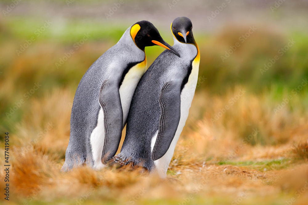 Naklejka premium Bird love in nature. King penguin couple cuddling, wild nature. Two penguins making love in the grass. Wildlife scene from nature. Bird behavior, wildlife scene from nature, Antarctica.