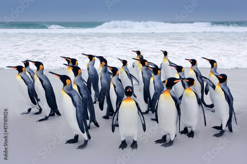 Fotografering Penguin colony