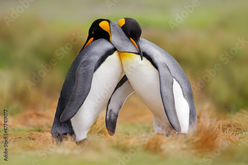 Bird love in nature. King penguin couple cuddling, wild nature. Two penguins making love in the grass. Wildlife scene from nature. Bird behavior, wildlife scene from nature, Antarctica.