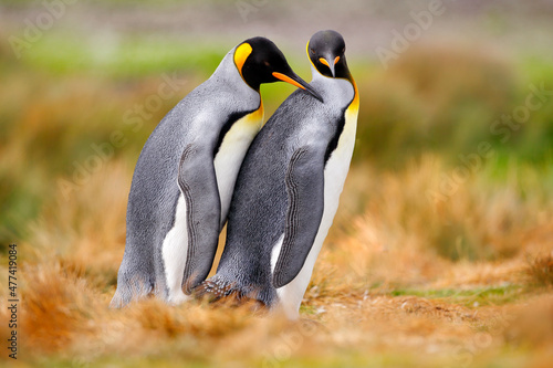 Bird love in nature. King penguin couple cuddling, wild nature. Two penguins making love in the grass. Wildlife scene from nature. Bird behavior, wildlife scene from nature, Antarctica.