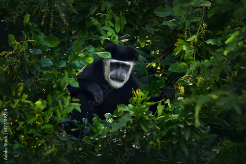 Photography Black-and-white colobus monkey from Murchison Falls NP