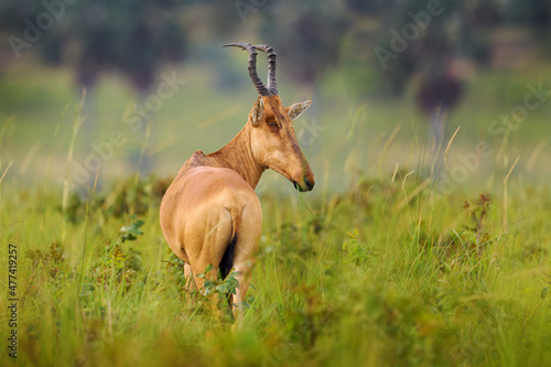 Lelwel hartebeest, Alcelaphus buselaphus lelwel, also known as Jackson's hartebeest antelope, in the green vegetation in Africa. Hartebeest in Murchison Falls NP, Uganda.  photo