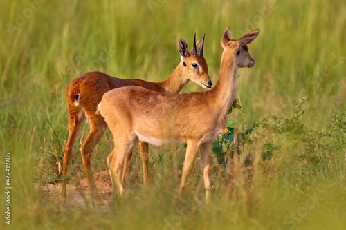Love in nature. Steenbok, Raphicerus campestris, fire burned destroyed savannah. Animal in fire burnt place, Cheetah lying in black ash and cinders, Uganda, Africa. Hot season in Africa. photo