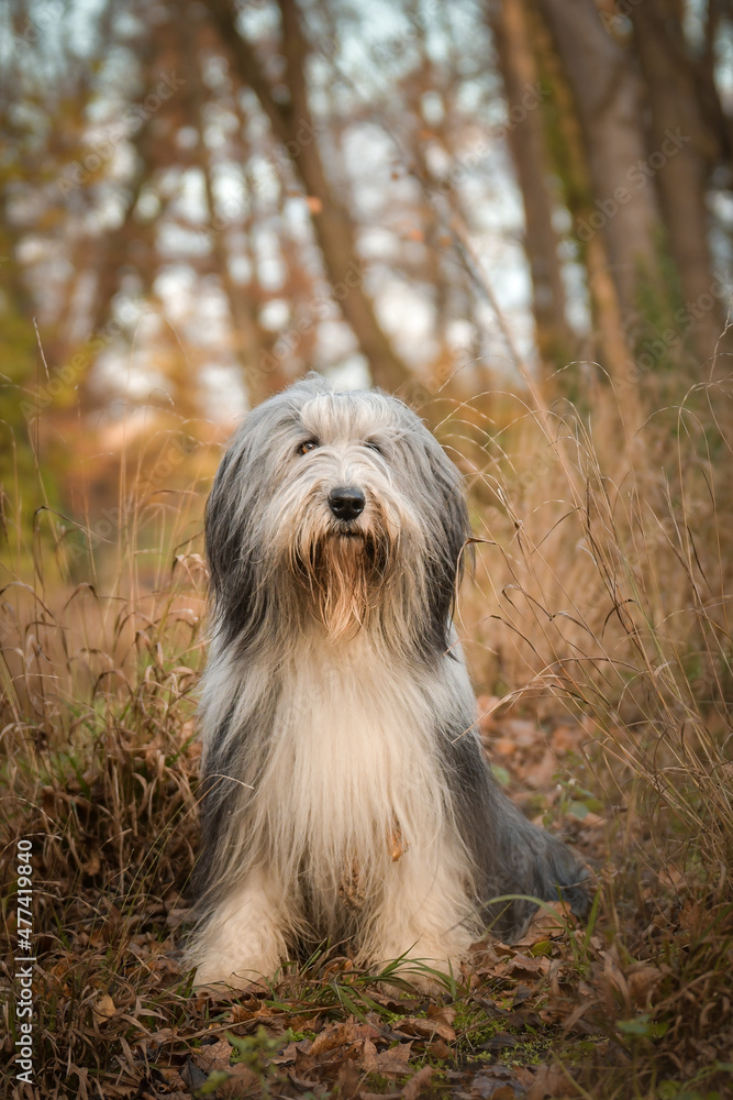 Bearded collie is sitting in the flowers. He is in nature. Autumn photo. Bearded collie is sitting in the flowers. He is in nature. Autumn photo.