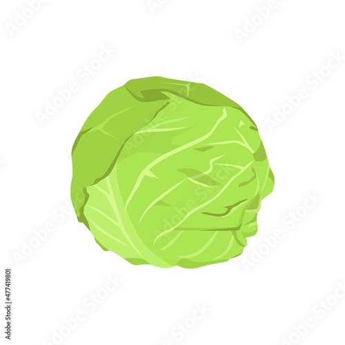 Flat vector of Cabbage isolated on white background. Flat illustration graphic icon
