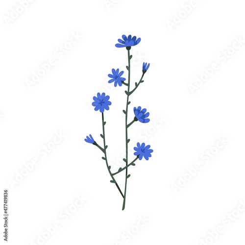 Chicory flower. Floral Cichorium intybus plant. Blooming wild herb. Botanical drawing of herbal field flora with blossomed buds and stem. Flat vector illustration isolated on white background