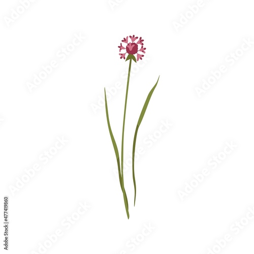 Chives flower. Wild floral plant on stem with leaf. Botanical drawing of blossomed wildflower. Blooming meadow herb. Field inflorescence. Flat vector illustration isolated on white background