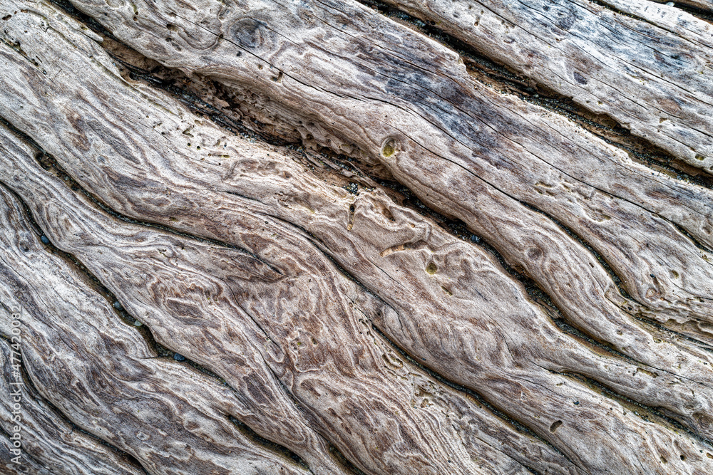 Driftwood detail on the beach with sand in the crevices Driftwood detail on the beach with sand in the crevices