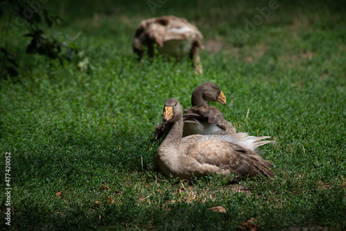 Nice big tula battle goose sitting on green grass at summer sunny day