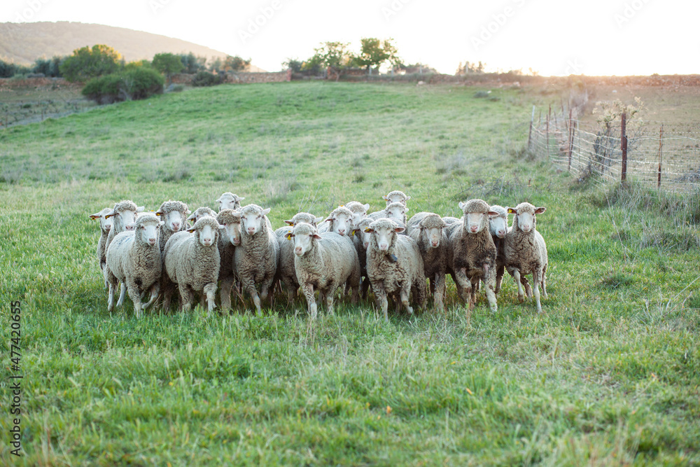 Obraz premium Ovejas agrupadas