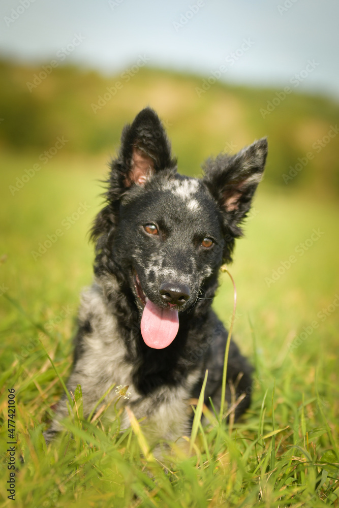 Portrait of dog puppy mudi. She is so nice dog.