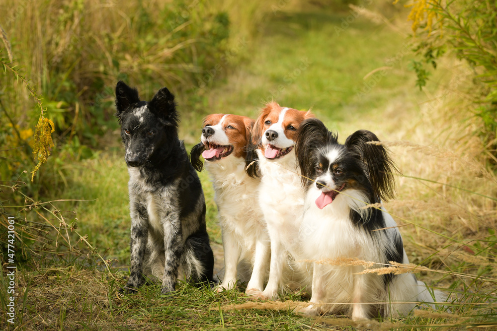 Portrait of four dogs. They are sitting in summer nature.