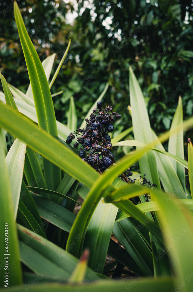 Obraz premium dianella nigra