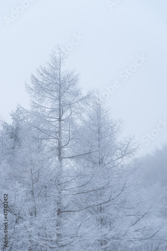 冬の風景
