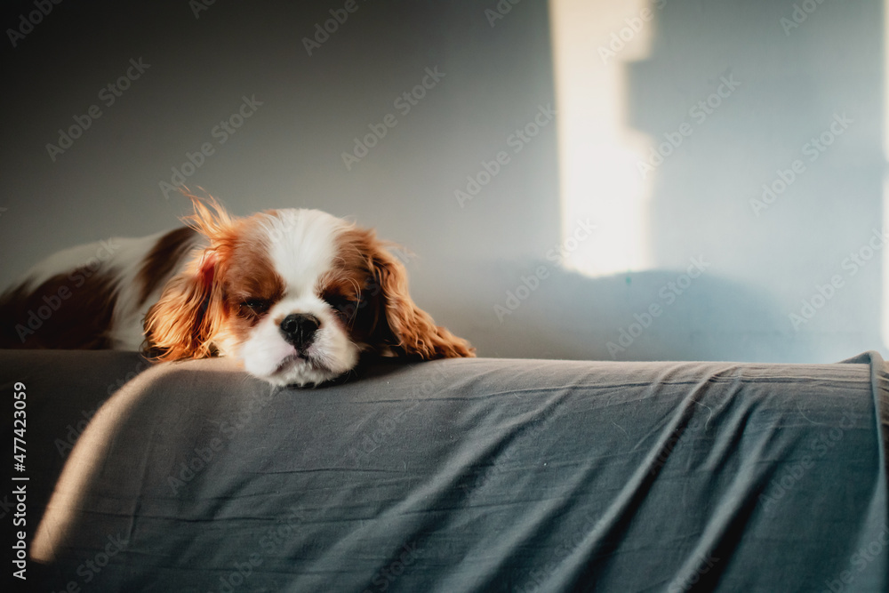 Portrait of a cute baby King Charles Spaniel