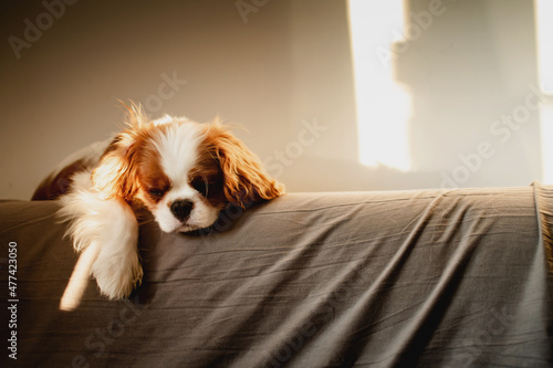 Photo Portrait of a cute baby King Charles Spaniel