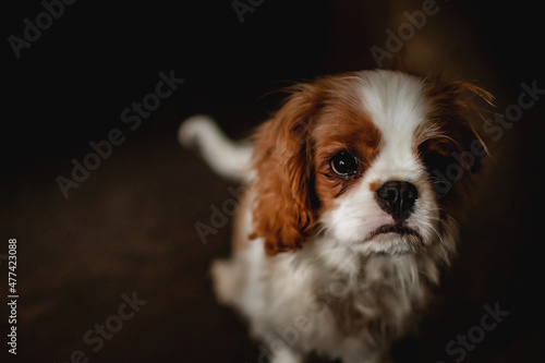 Portrait of a cute baby King Charles Spaniel © landscapeaway