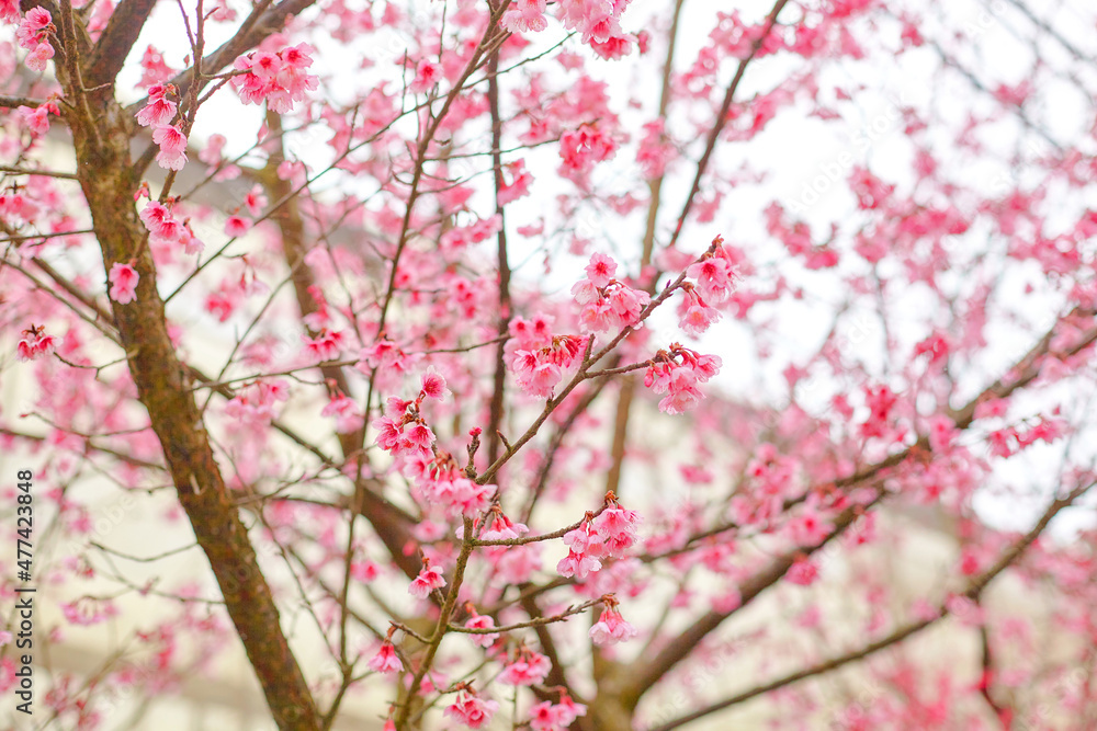 Close-up pink cherry blossoms flower blooming on tree branch	