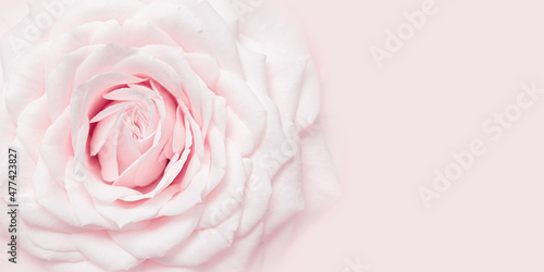 One white pink rose flower close up on pastel colored background with copy space. Fresh tender bloom rose, greeting card, invitation for romantic celebrations. Soft focus style nature image