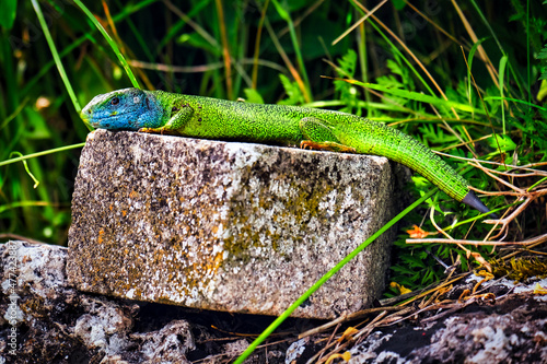 Green Lizard photo