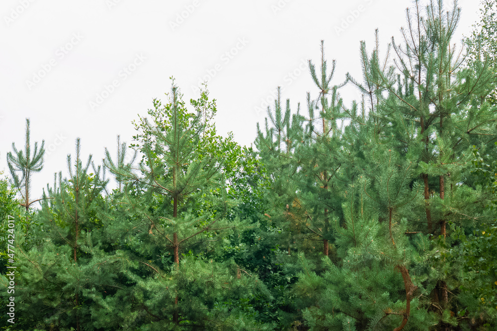 Young group of pine trees in the forest with completely white cloudy sky Young group of pine trees in the forest with completely white cloudy sky