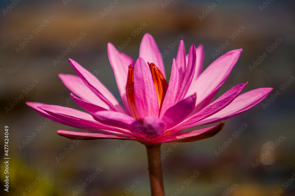 Pink lotus, water lilly flower in the pond Pink lotus, water lilly flower in the pond