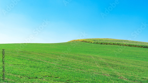 Field with green grass and blue sky. Green grass texture against blue sky with copy space.