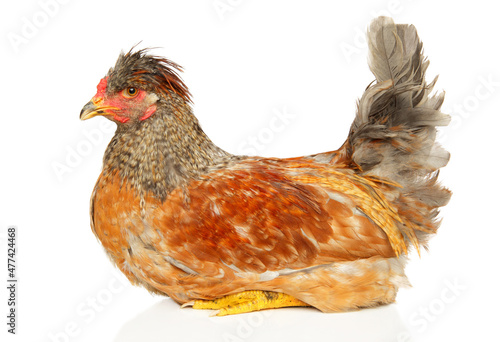 Portrait of a Purebred chicken on a white background