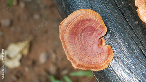 A strange mushroom that grows on a naturally occurring log.