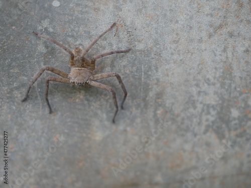 A brown spider clings to the floor of a cement wall.
