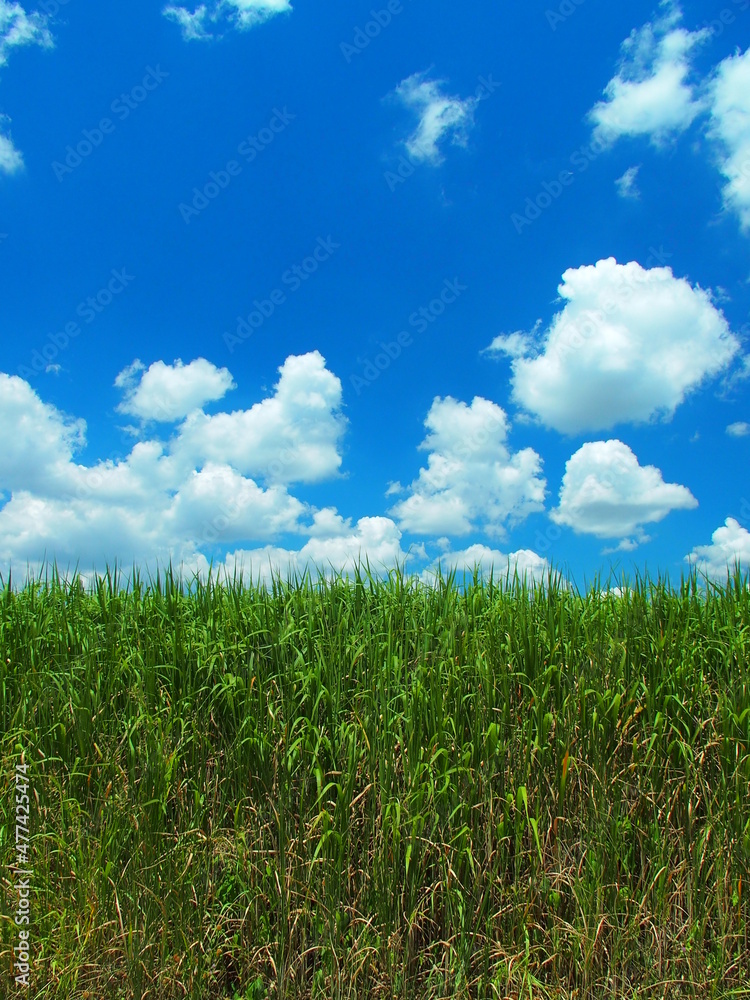 夏草茂る江戸川土手と夏の空