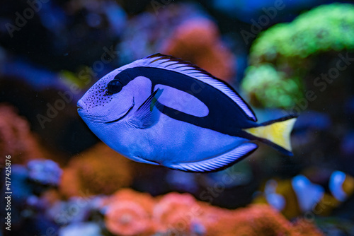 Paracanthurus hepatus, Blue tang  in Home Coral reef aquarium. Selective focus.