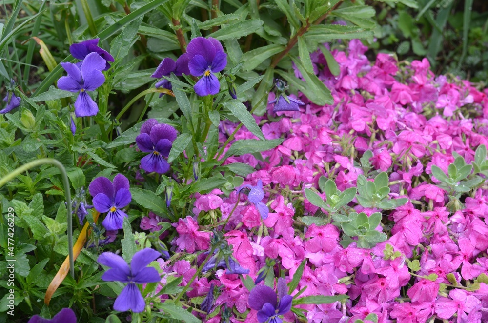 Blooming pink phlox and blue pancies 
