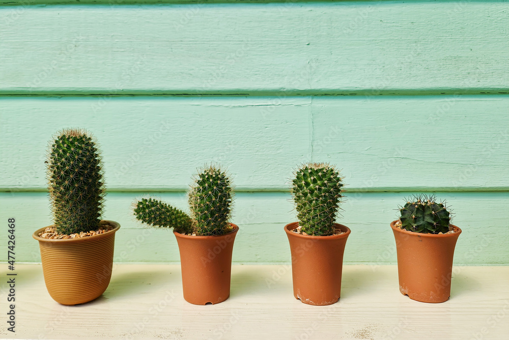 Green growth cactus in small group pod set on table with wood wall background Green growth cactus in small group pod set on table with wood wall background