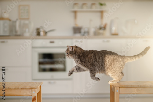 Сat jumping. Scottish straight cat