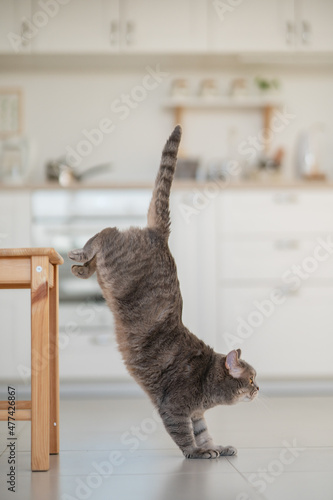 Yoga cat. Scottish straight cat