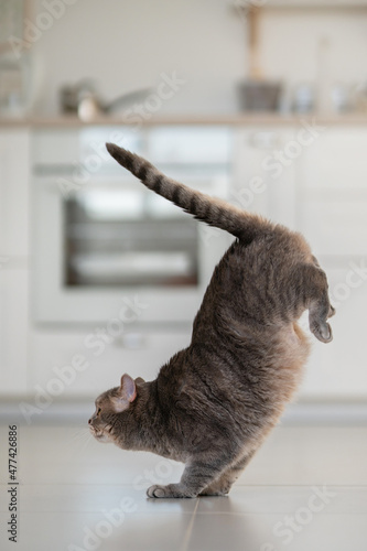 Yoga cat. Scottish straight cat