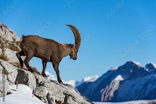 Fotografie, Tablou Bouquetin des Alpes (Capra ibex) mâle marchant sur le rocher