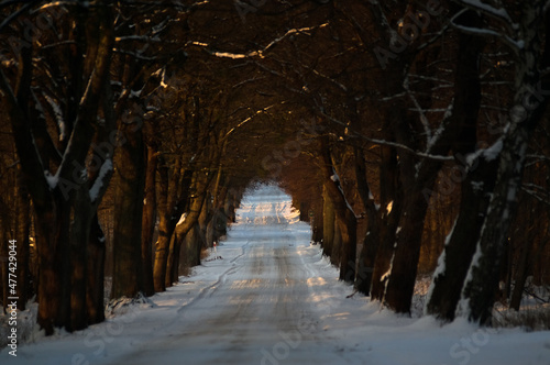 Zima zaśnieżona droga asfaltowa wśród szpaleru drzew 